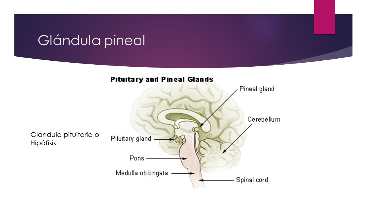 estimulación prostática de la glándula pineal